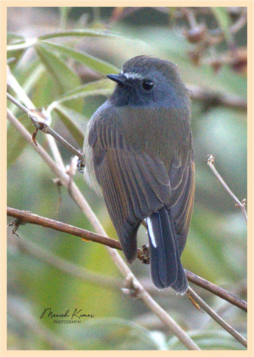 Rufous-gorgeted Flycatcher - ML496155531