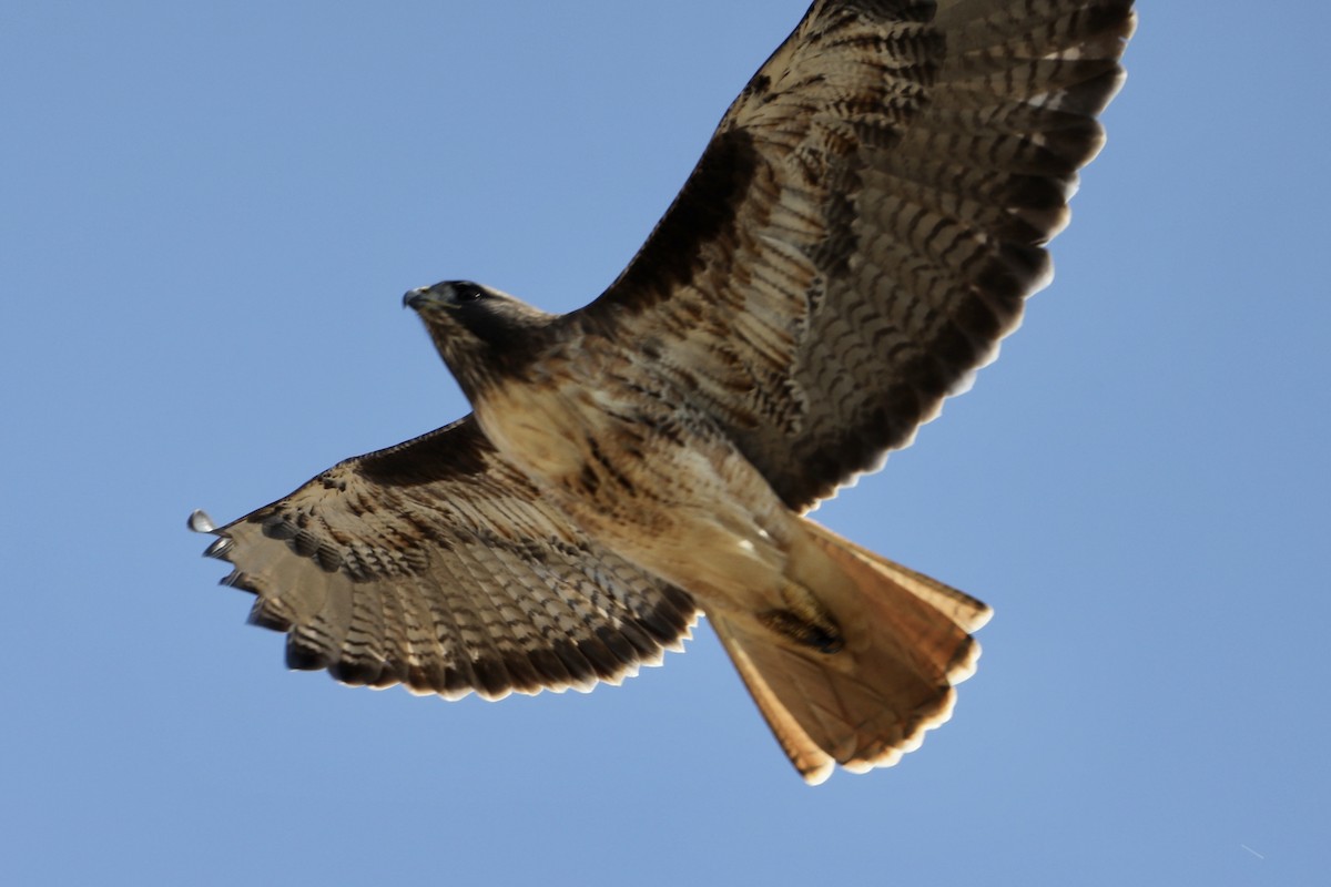 Red-tailed Hawk - ML496156121