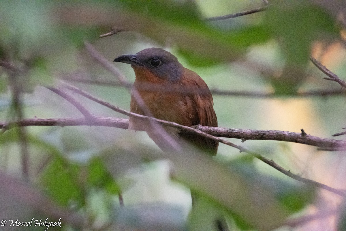 Gray-capped Cuckoo - ML496156941