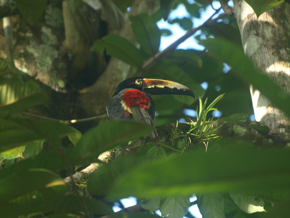 Collared Aracari - Craig Dodson