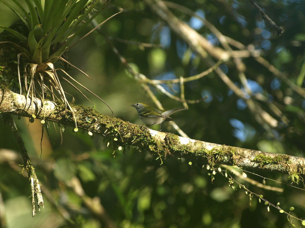 Chestnut-sided Warbler - ML496157031