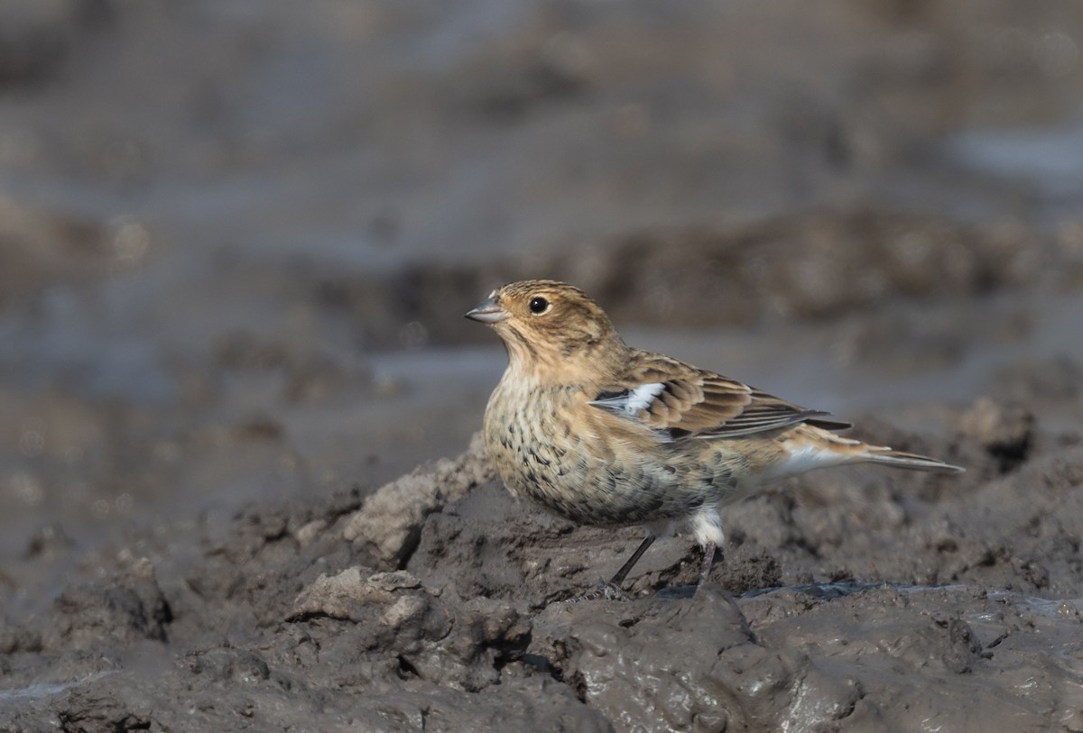 Chestnut-collared Longspur - ML496158581