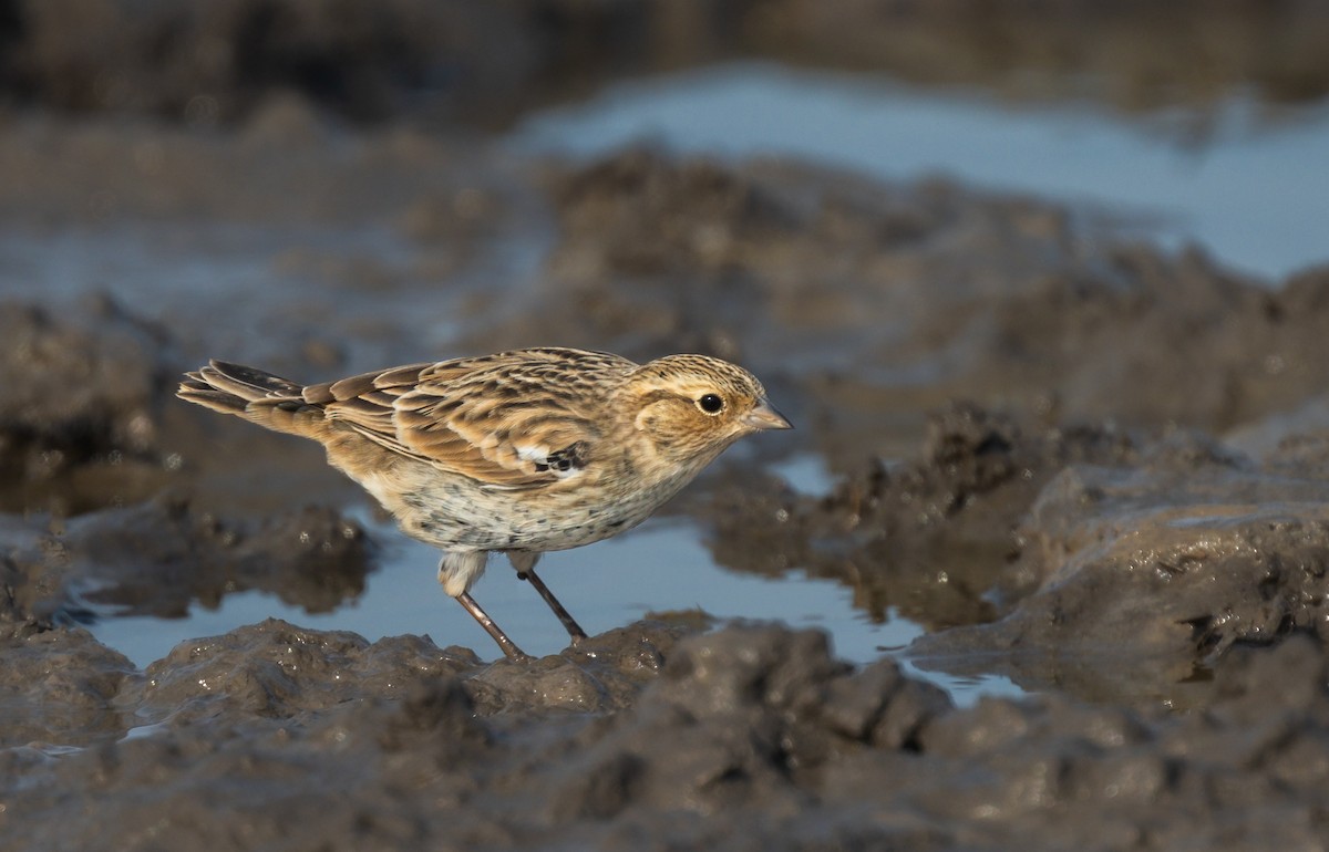 Chestnut-collared Longspur - ML496158591