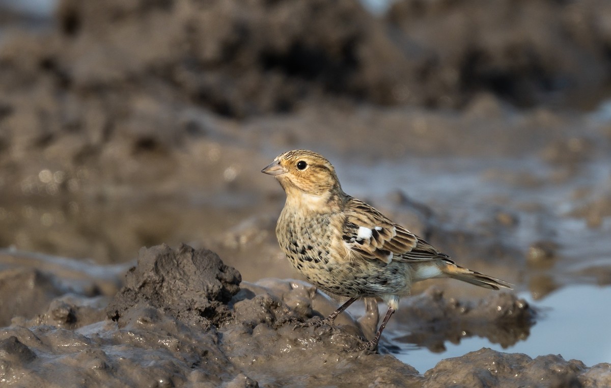 Chestnut-collared Longspur - ML496158601