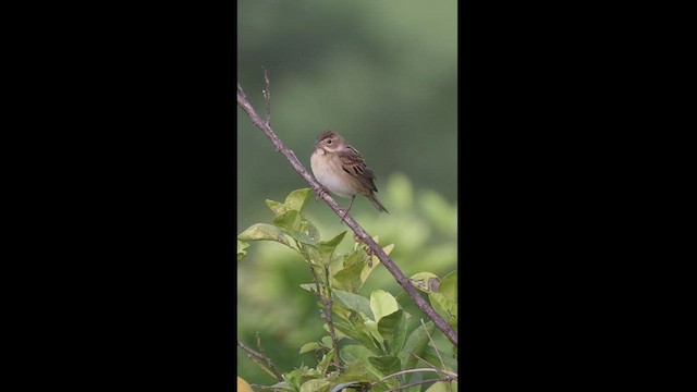 Dickcissel d'Amérique - ML496158641