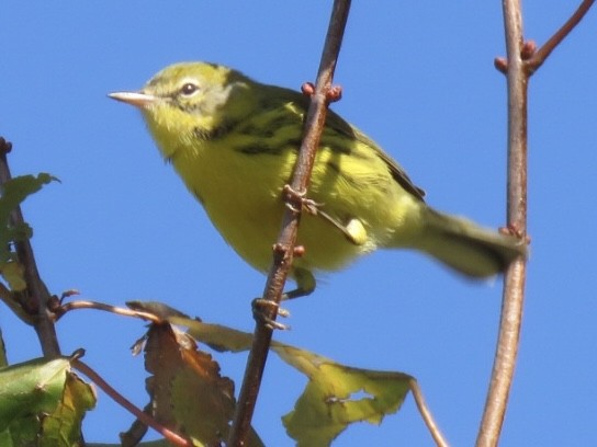 Paruline des prés - ML496158721