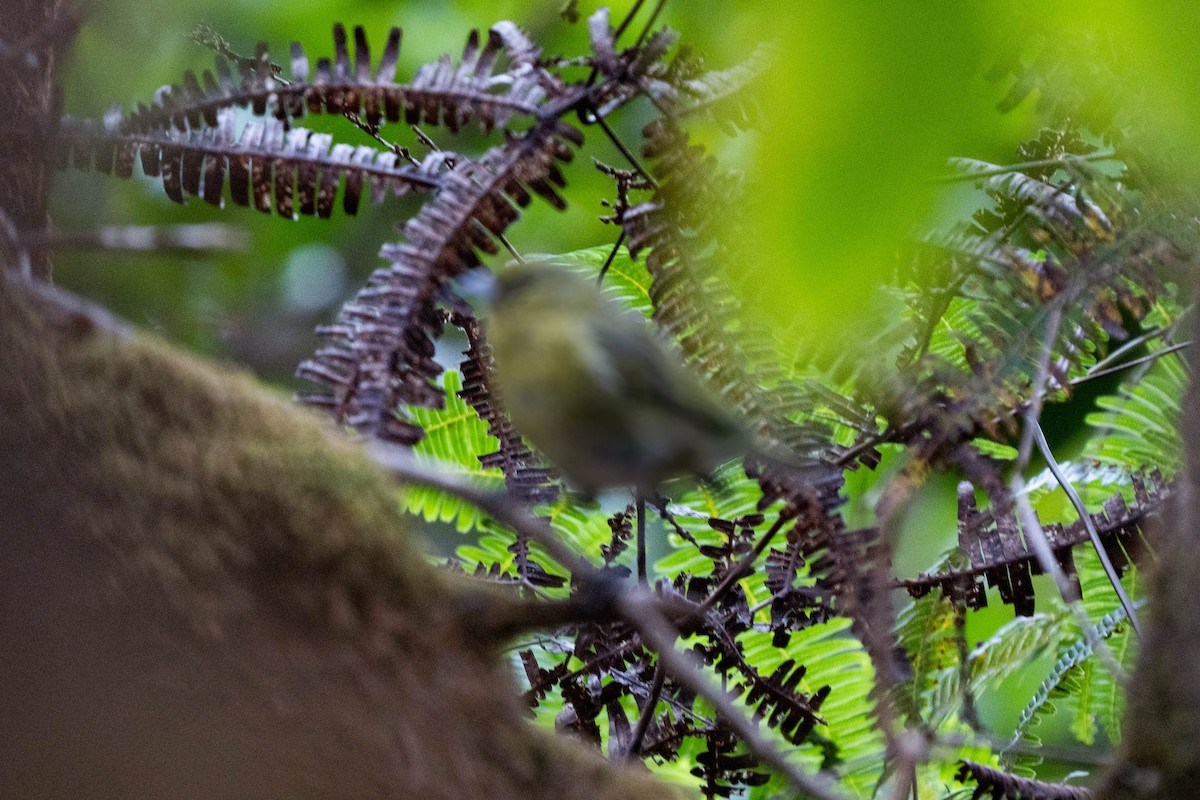 Akepa de Kauai - ML496158961