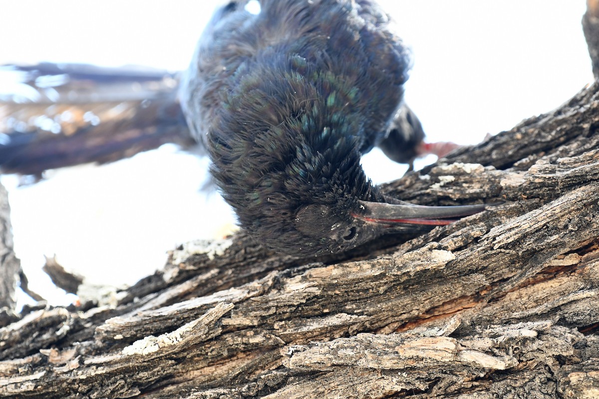 Abubilla Arbórea Violeta (damarensis) - ML496159191