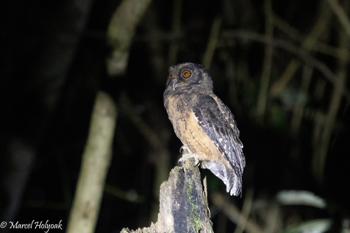 Tawny-bellied Screech-Owl - ML496161131