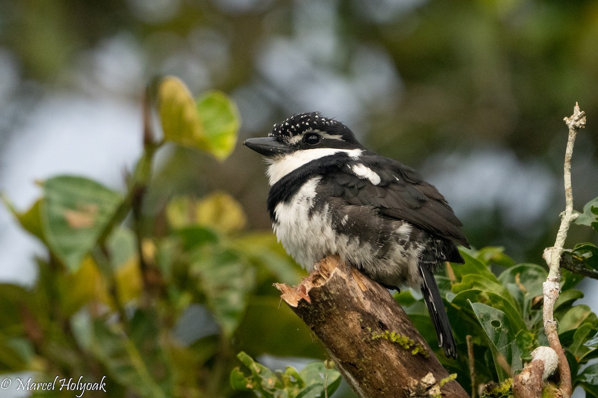 Pied Puffbird - ML496161381