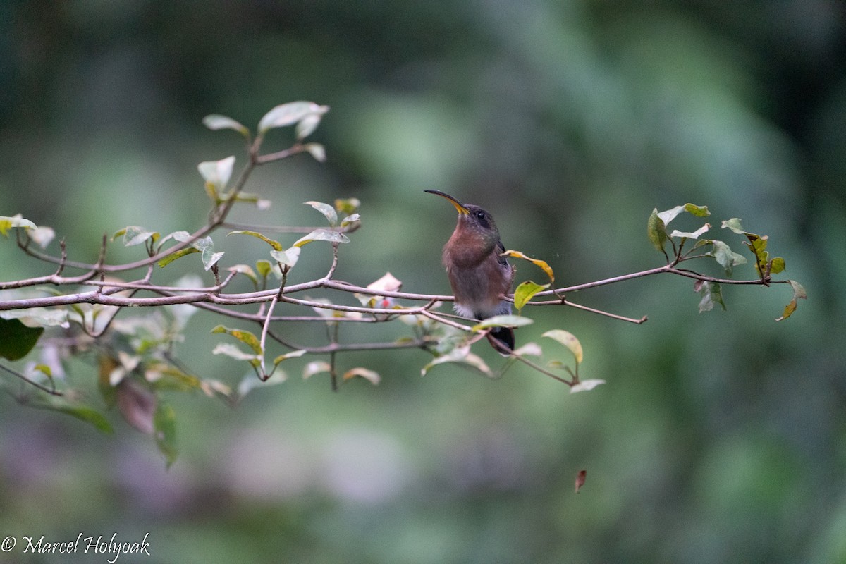 Rufous-breasted Hermit - Marcel Holyoak