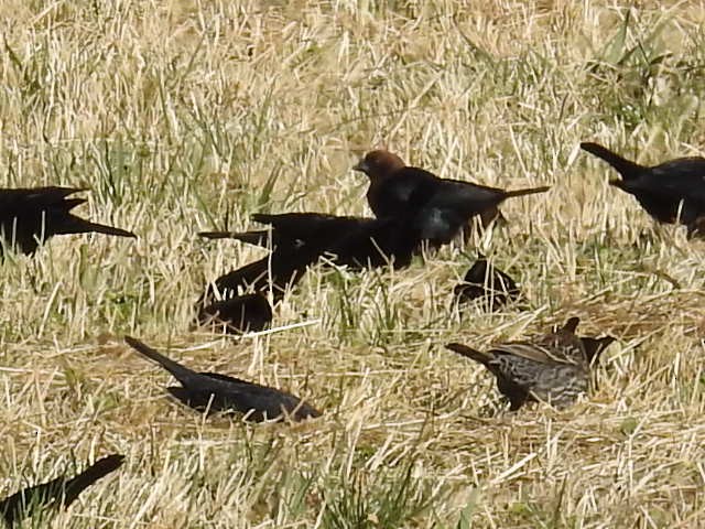 Brown-headed Cowbird - ML49616321