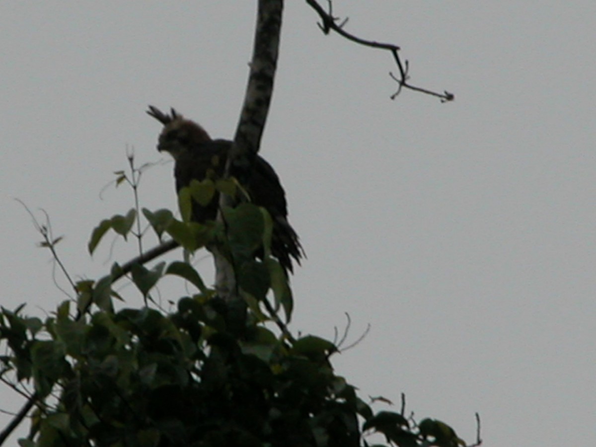 Ornate Hawk-Eagle - Craig Dodson