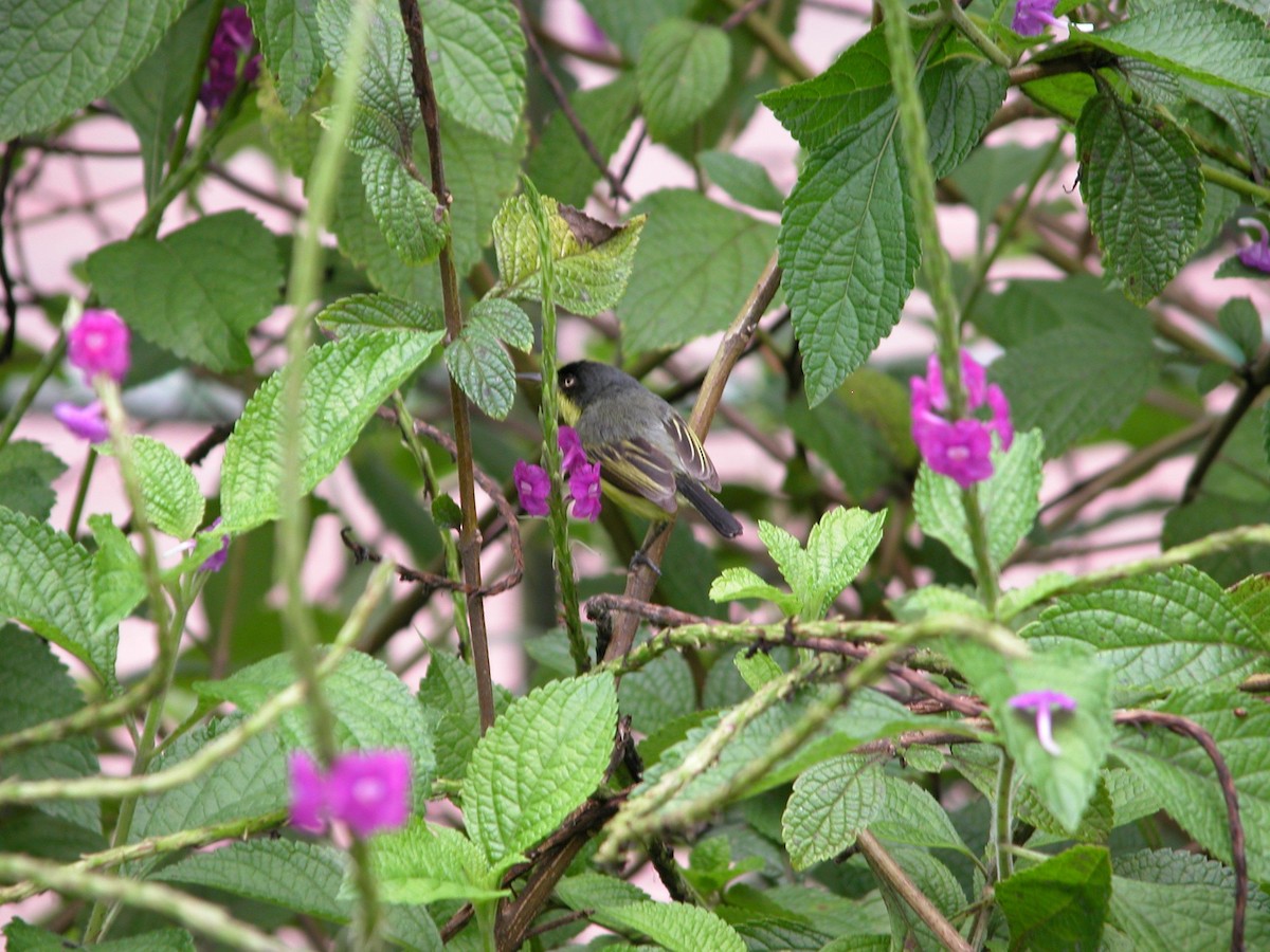 Common Tody-Flycatcher - ML496164281