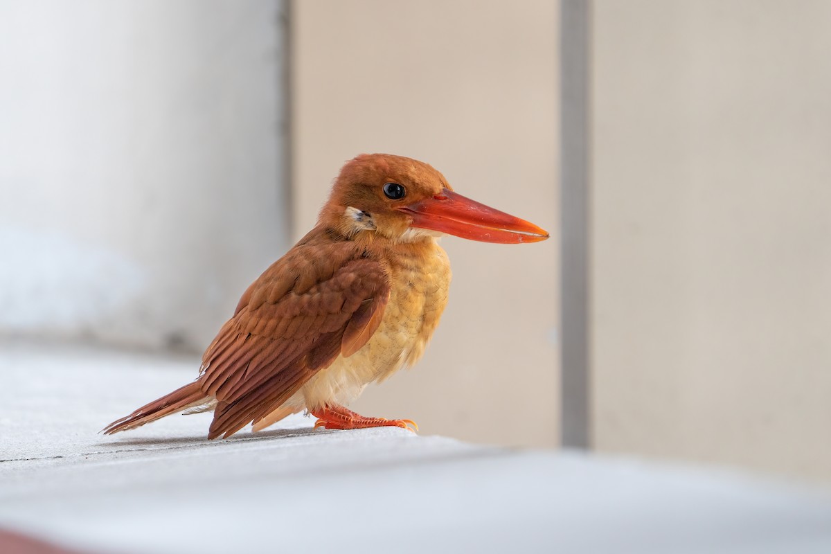 Ruddy Kingfisher - ML496166241