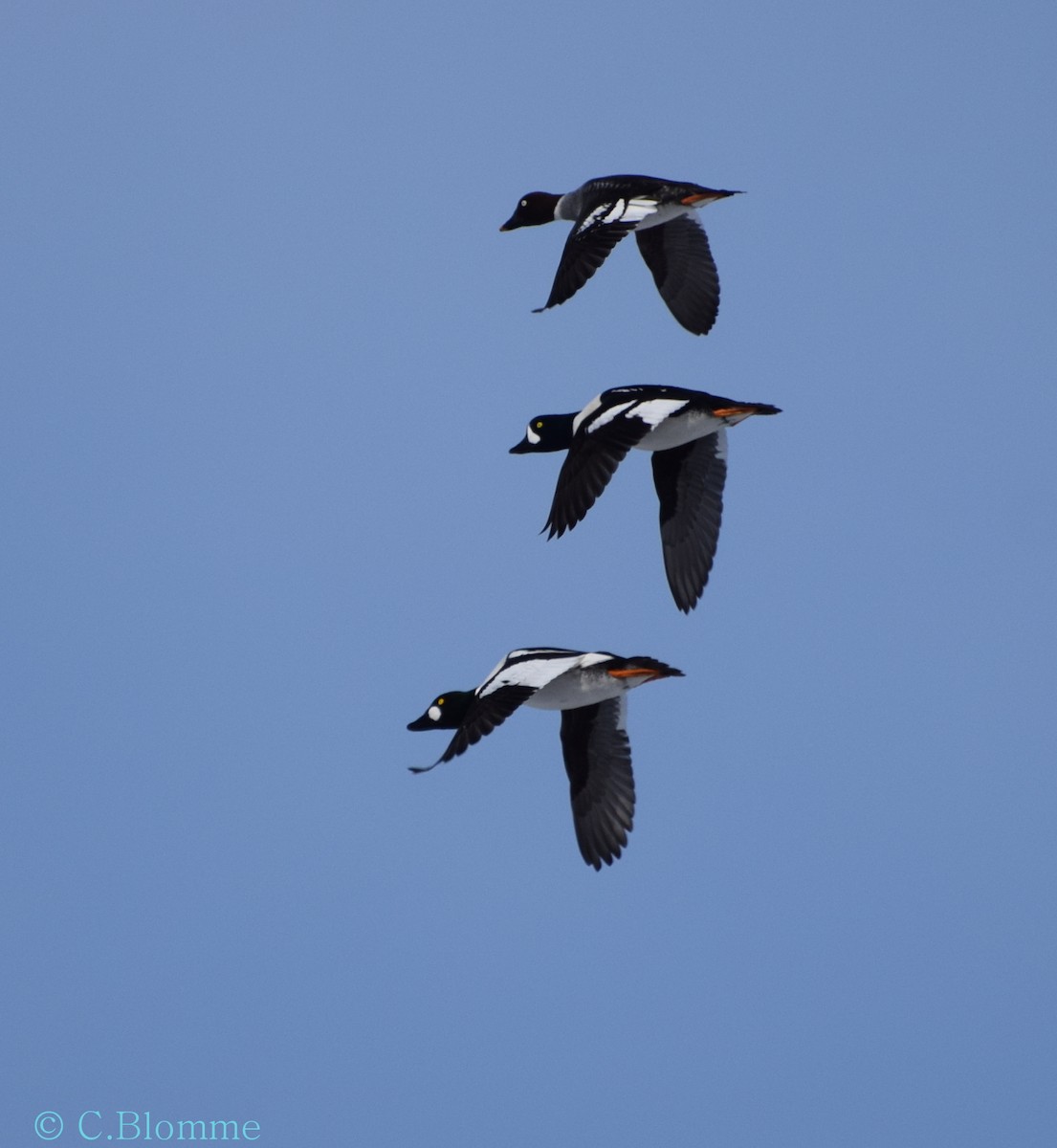 Barrow's Goldeneye - ML49616701