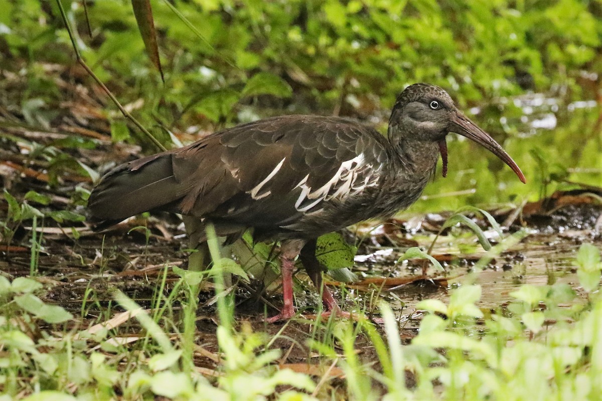 ibis etiopský - ML496167121