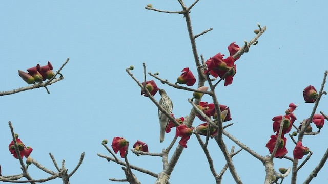 Olive-backed Oriole - ML496167441