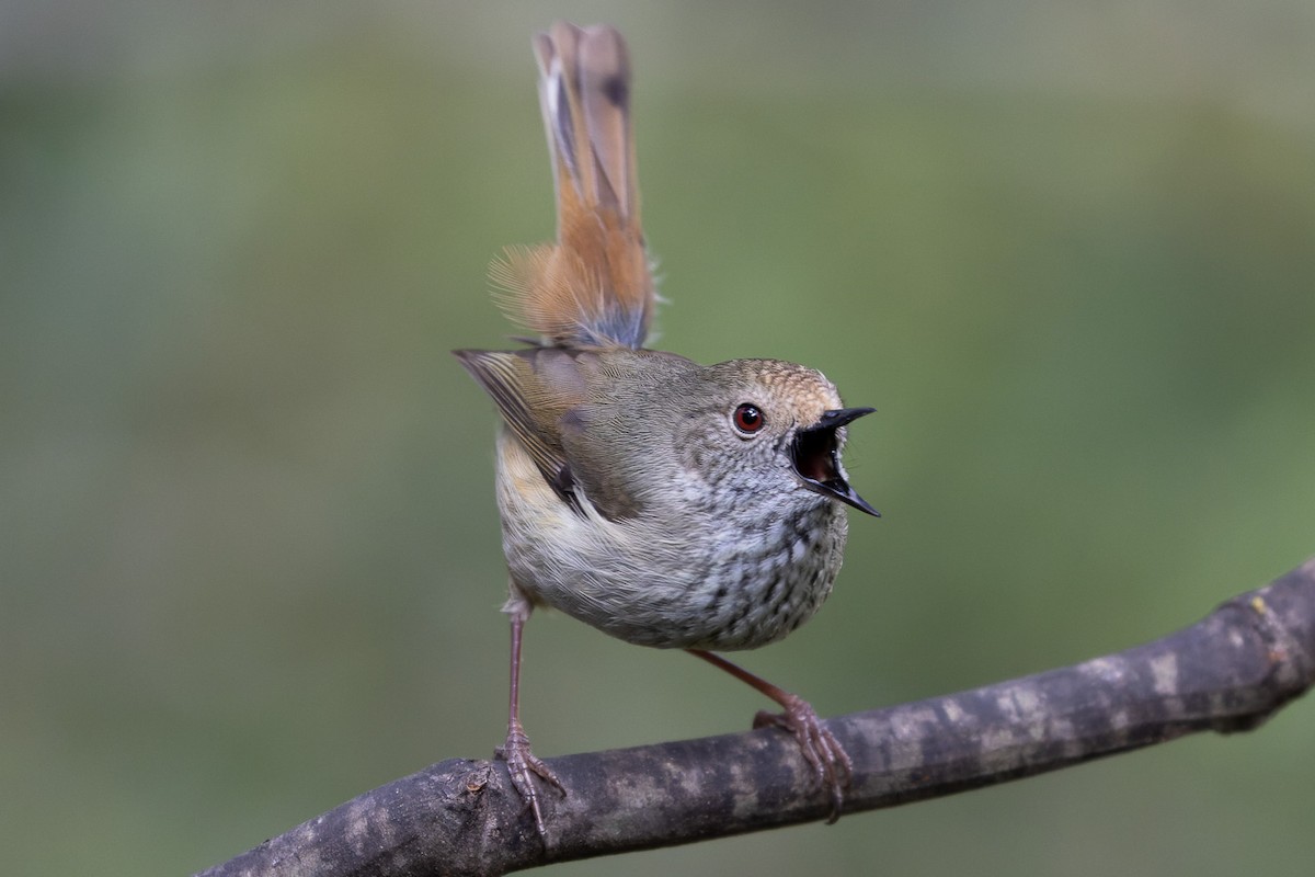 Brown Thornbill - ML496167521