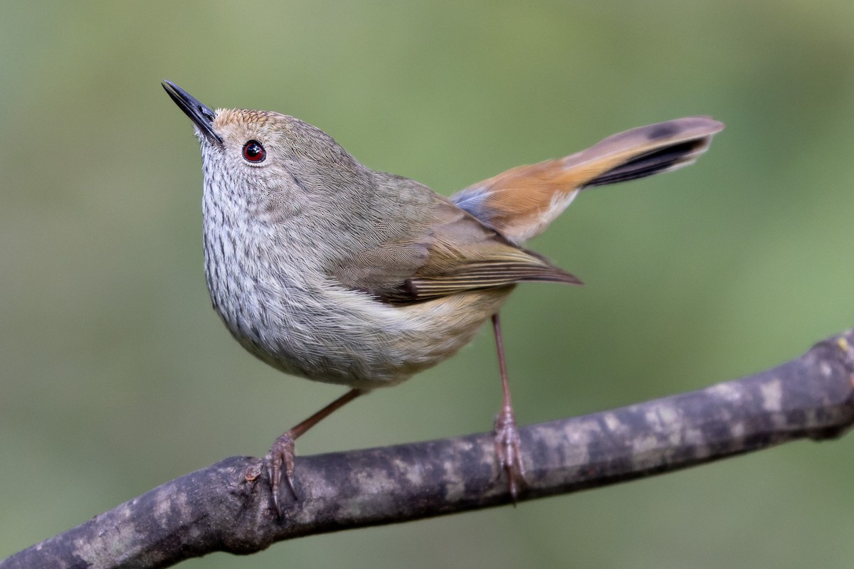 Brown Thornbill - ML496167531