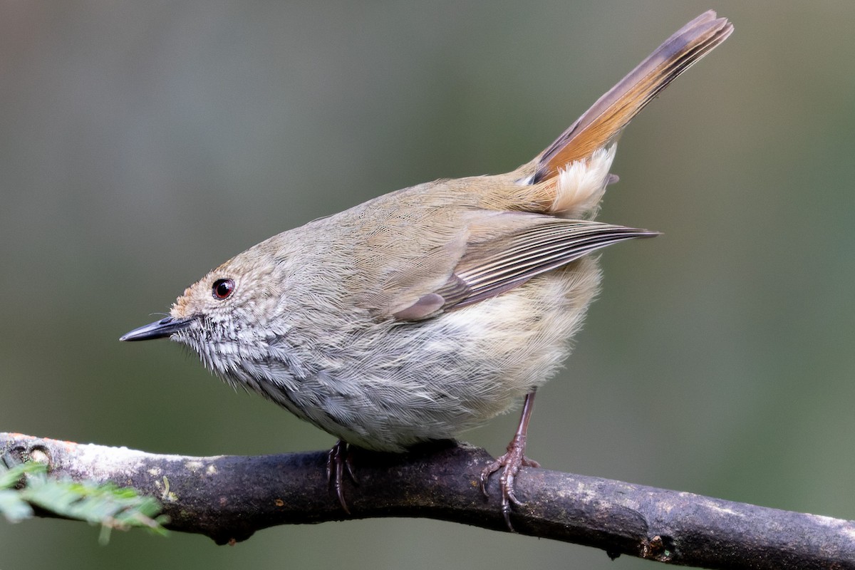 Brown Thornbill - ML496167541