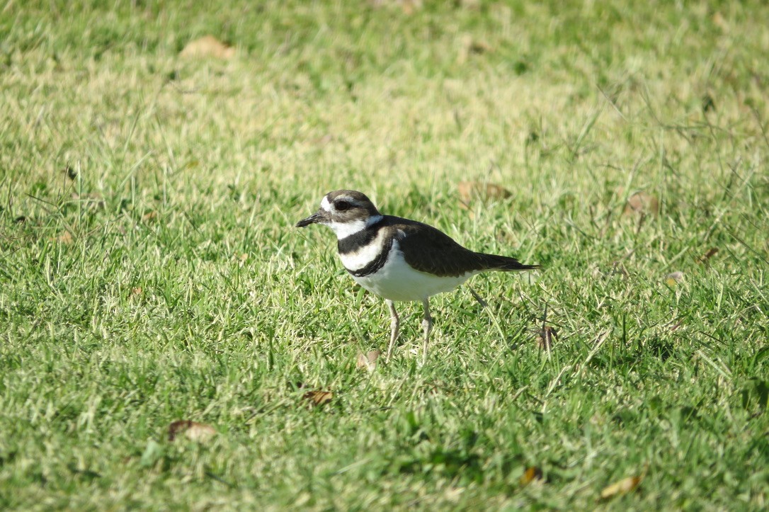 Killdeer - ML496167711