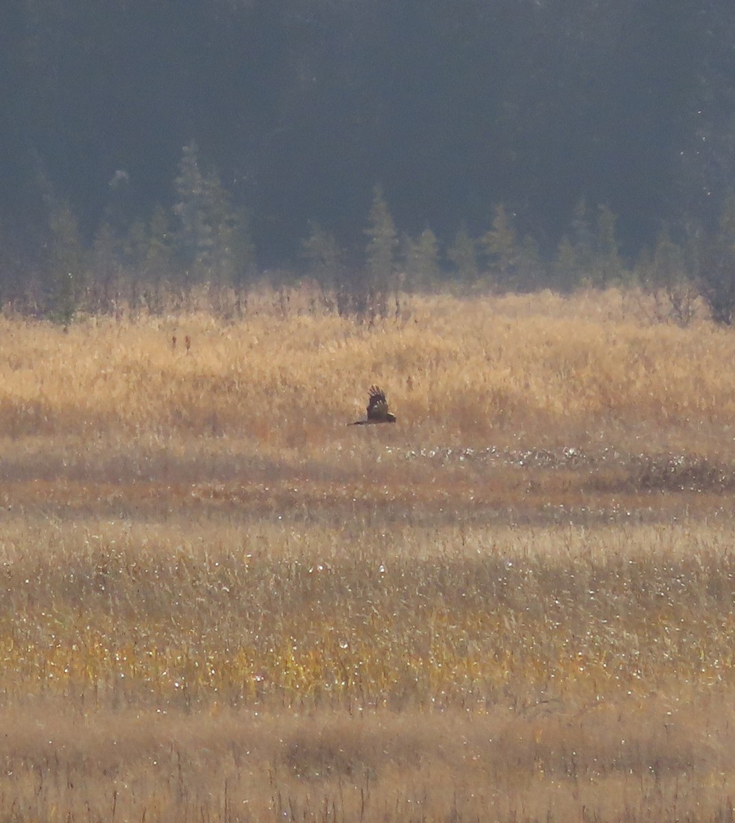 Northern Harrier - ML496167811