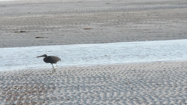 Pacific Reef-Heron - ML496168721