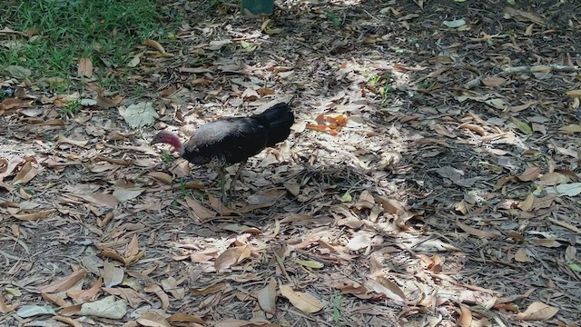 Australian Brushturkey - ML496169291