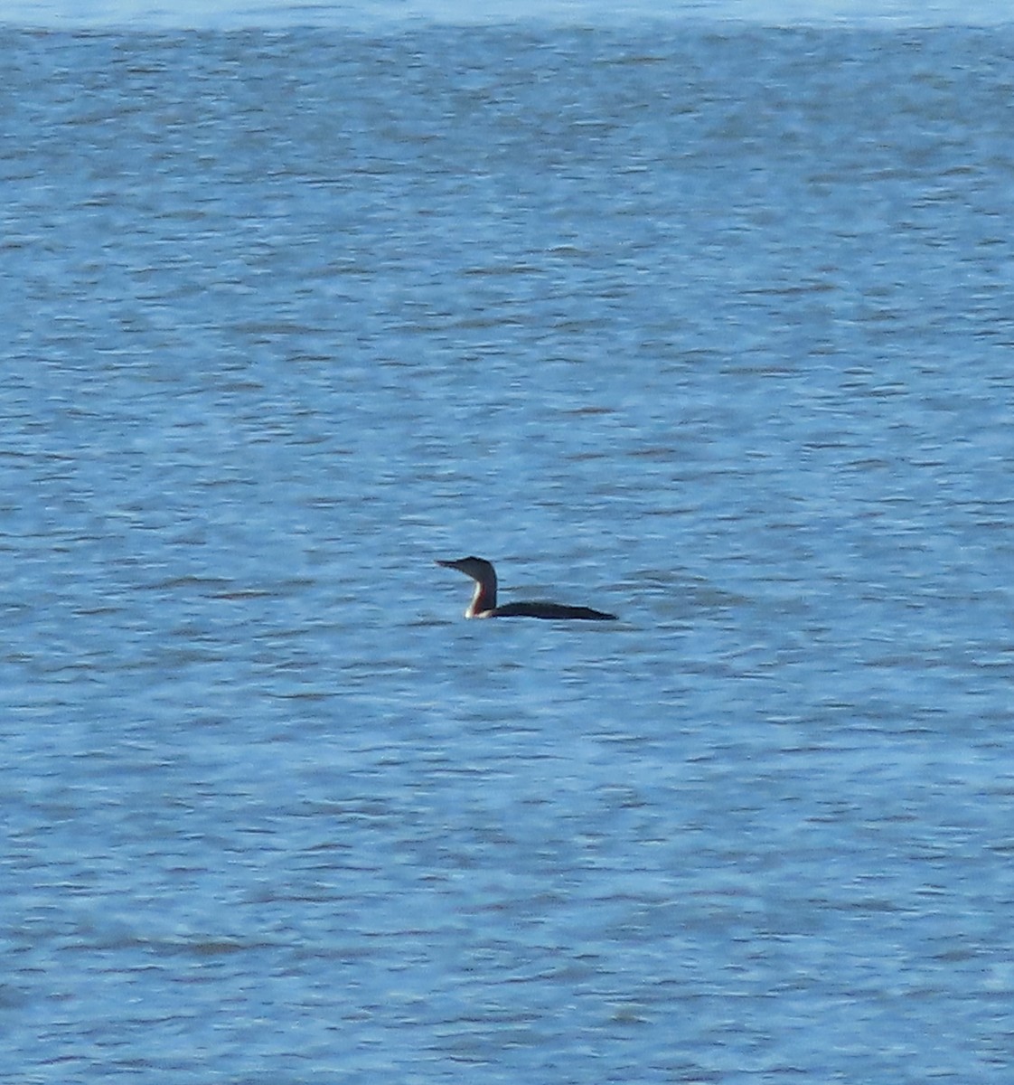 Yellow-billed Loon - ML496169511