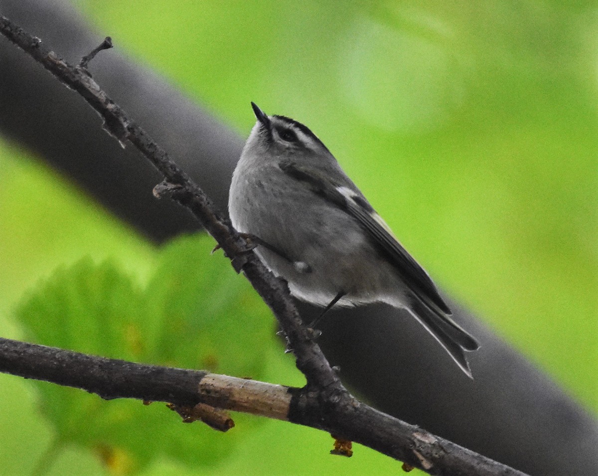 Golden-crowned Kinglet - ML496169521