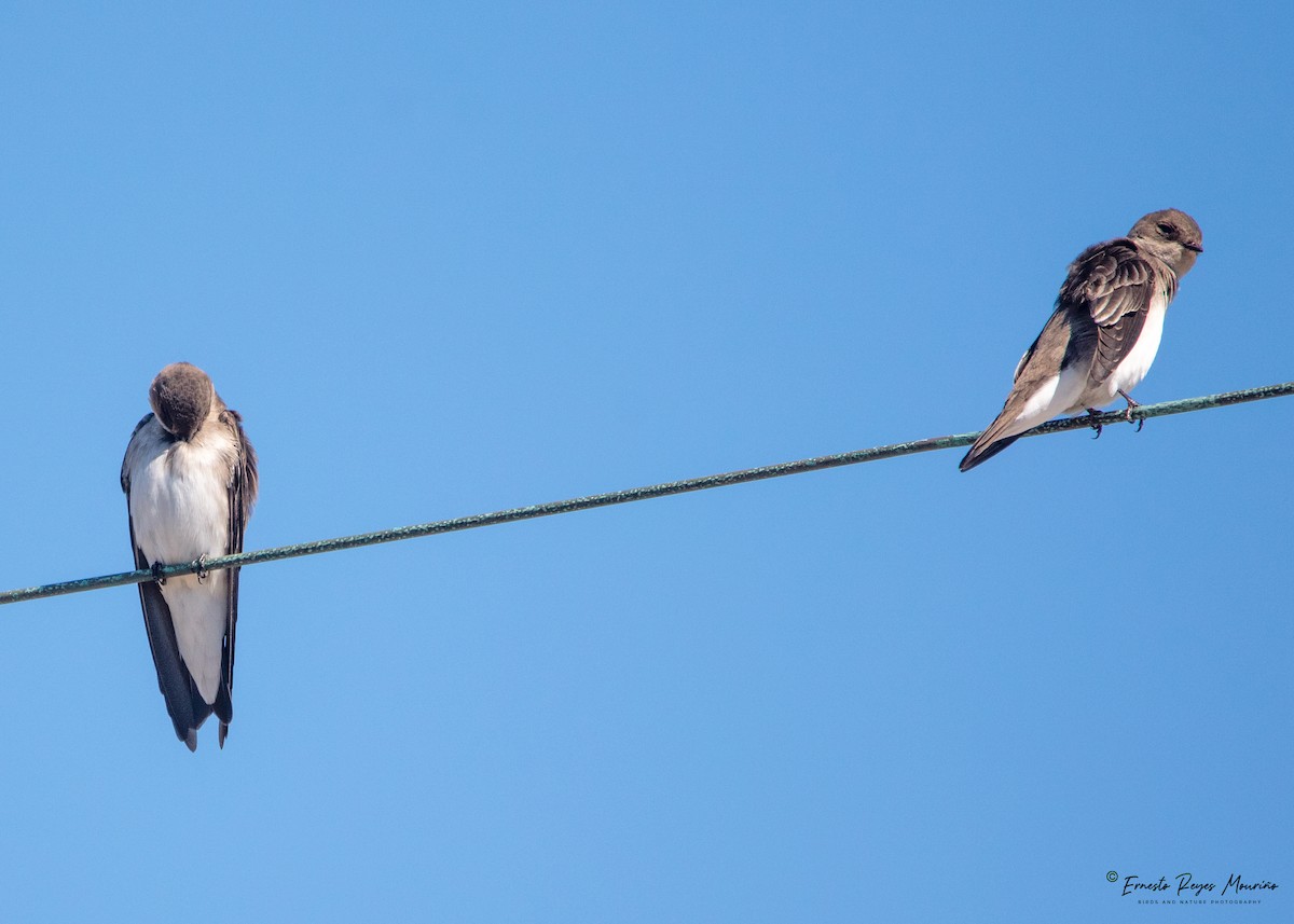 Northern Rough-winged Swallow - Ernesto Reyes