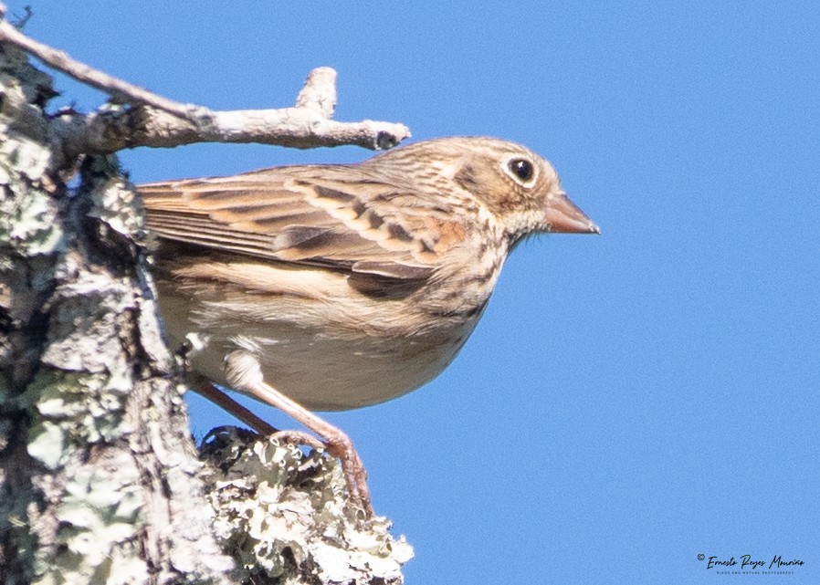 Vesper Sparrow - Ernesto Reyes