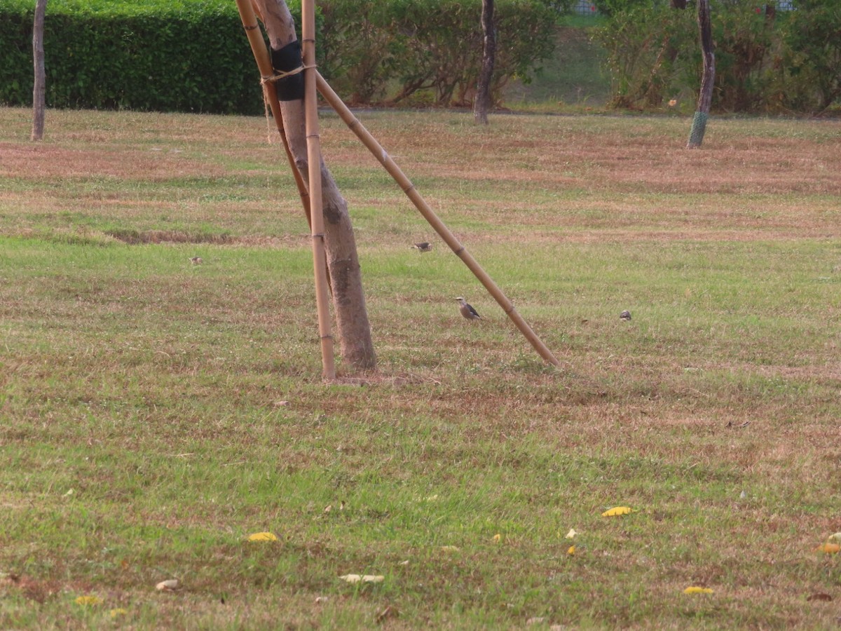 Vinous-breasted Myna - ML496169701