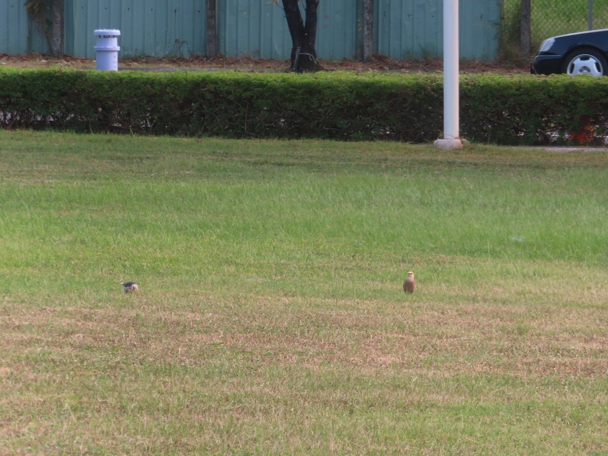 Vinous-breasted Myna - ML496169711