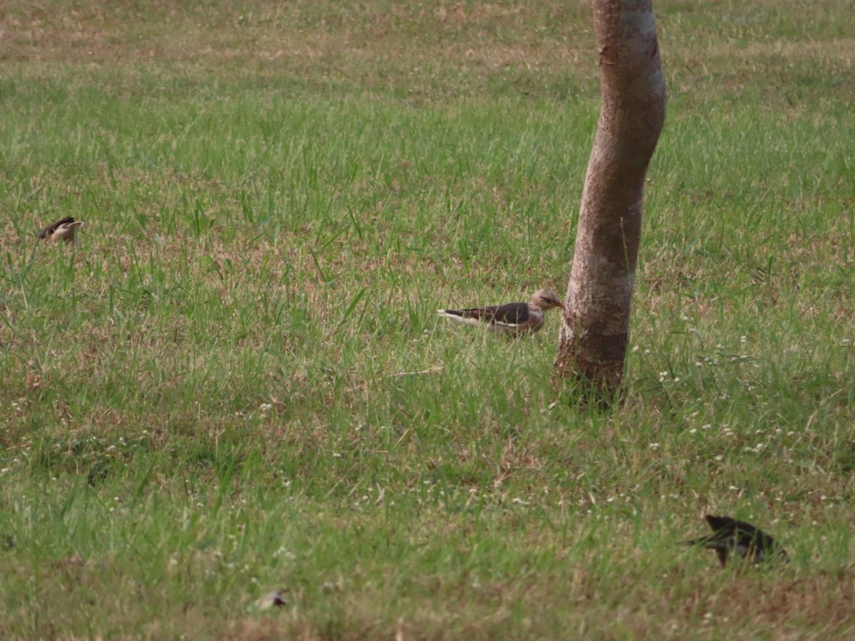 Vinous-breasted Myna - ML496169721