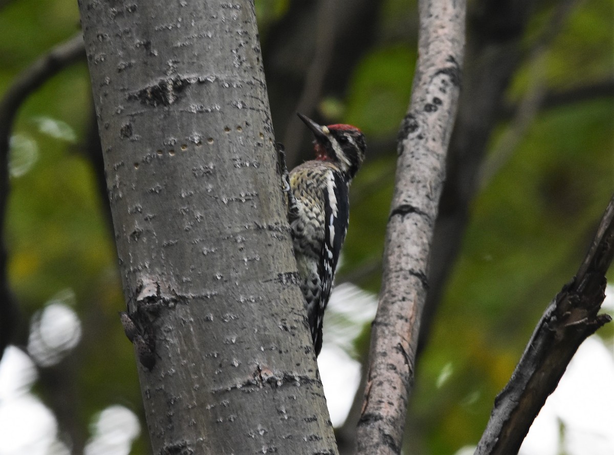 Yellow-bellied Sapsucker - ML496170311