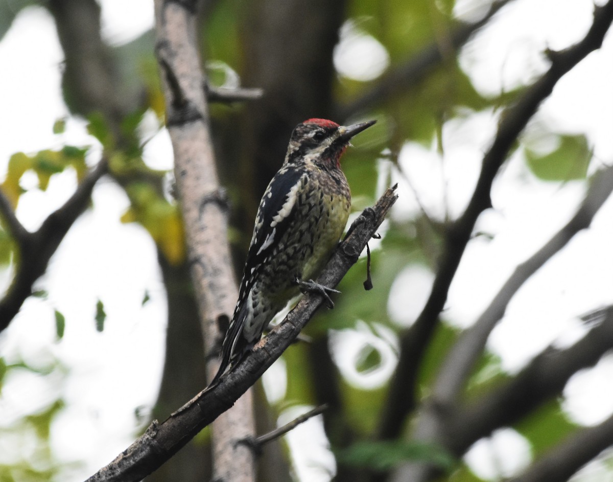 Yellow-bellied Sapsucker - ML496170321