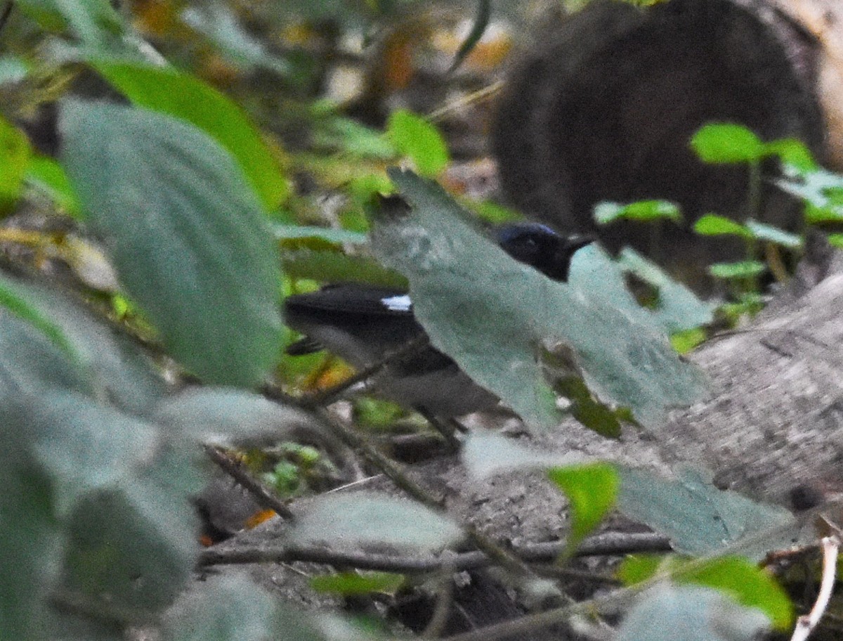 Black-throated Blue Warbler - ML496170441
