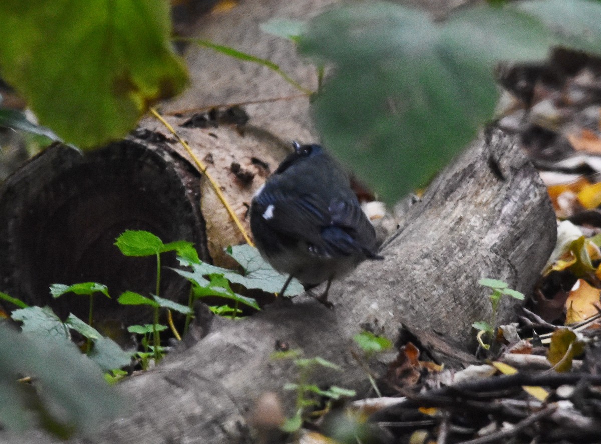 Black-throated Blue Warbler - ML496170451