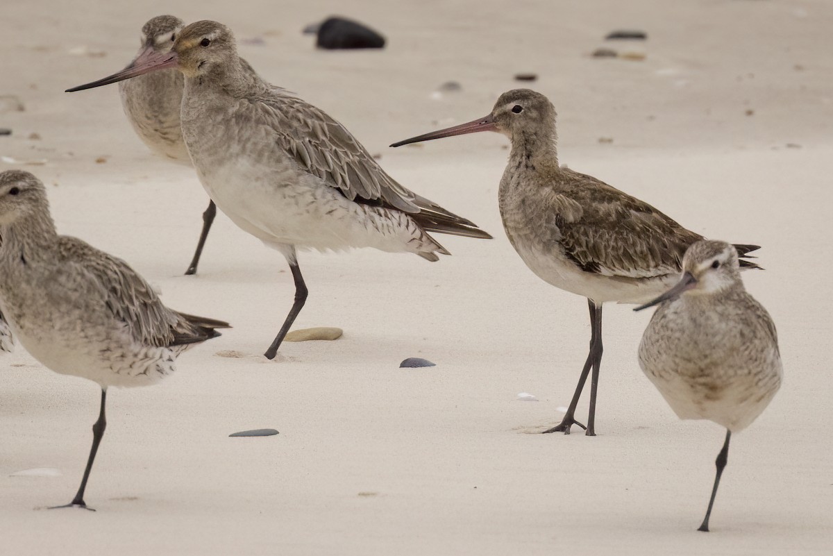 Black-tailed Godwit - Hans Wohlmuth