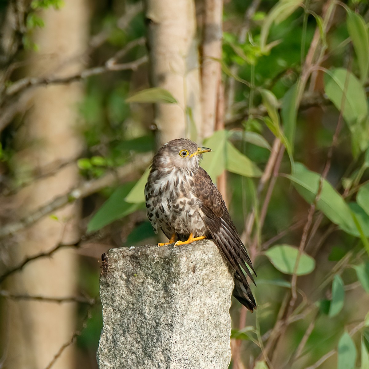 Common Hawk-Cuckoo - ML496171661