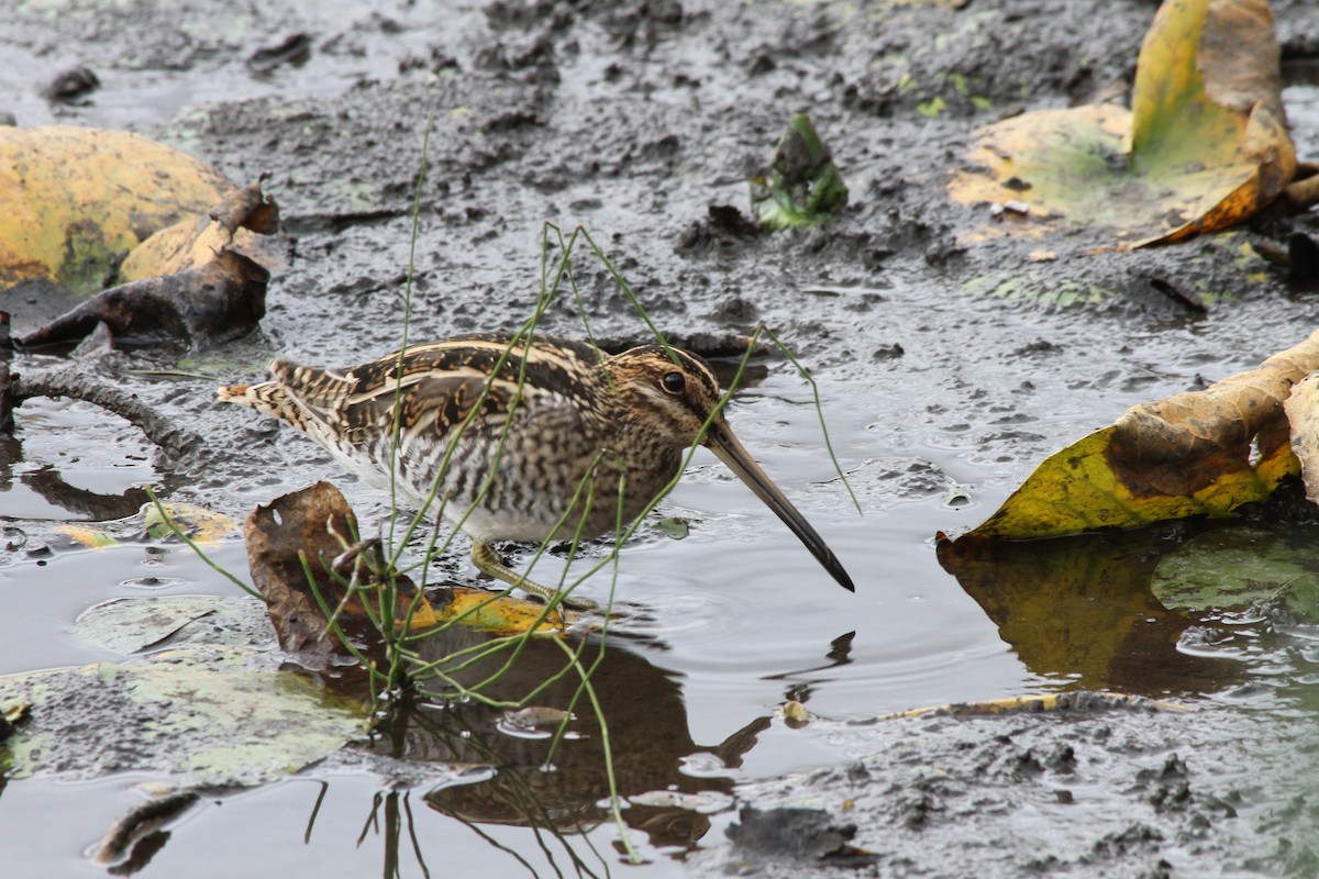 Wilson's Snipe - Riley Fern