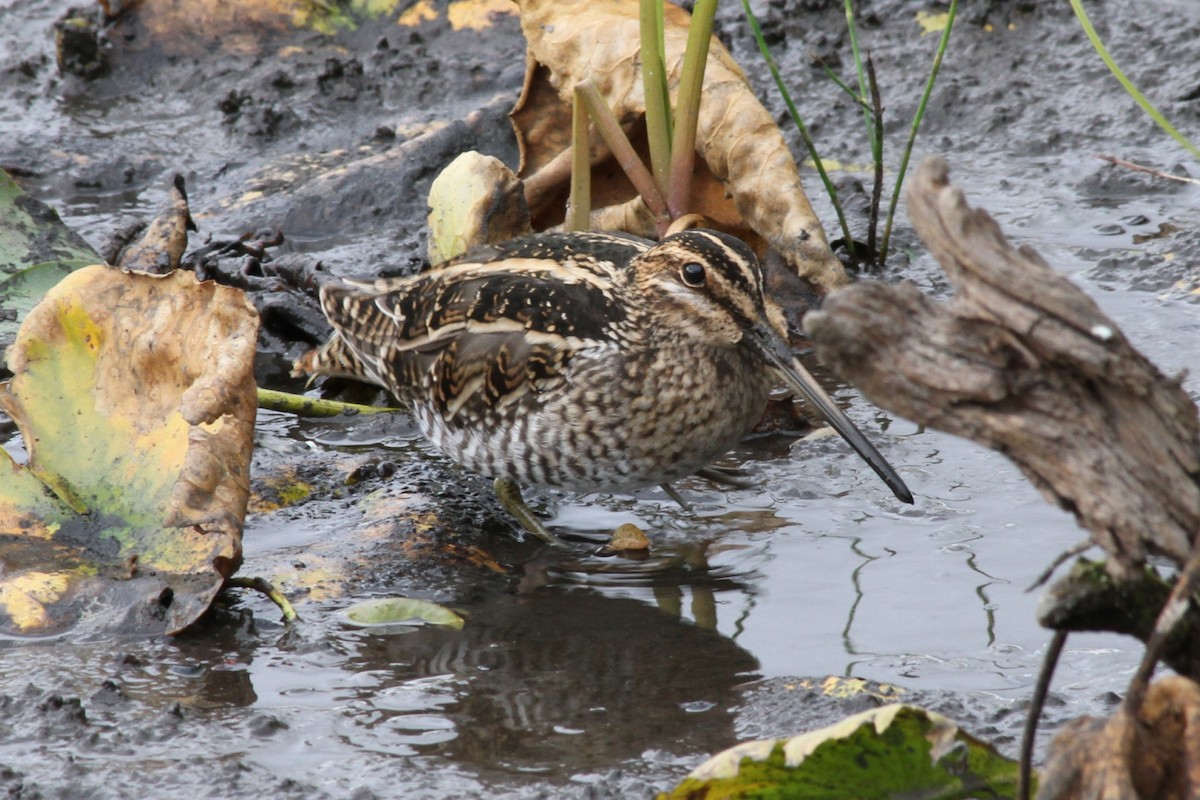 Wilson's Snipe - Riley Fern