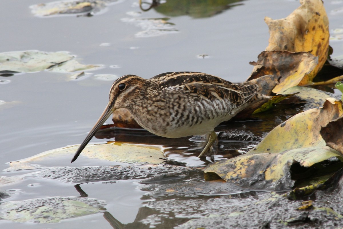 Wilson's Snipe - Riley Fern