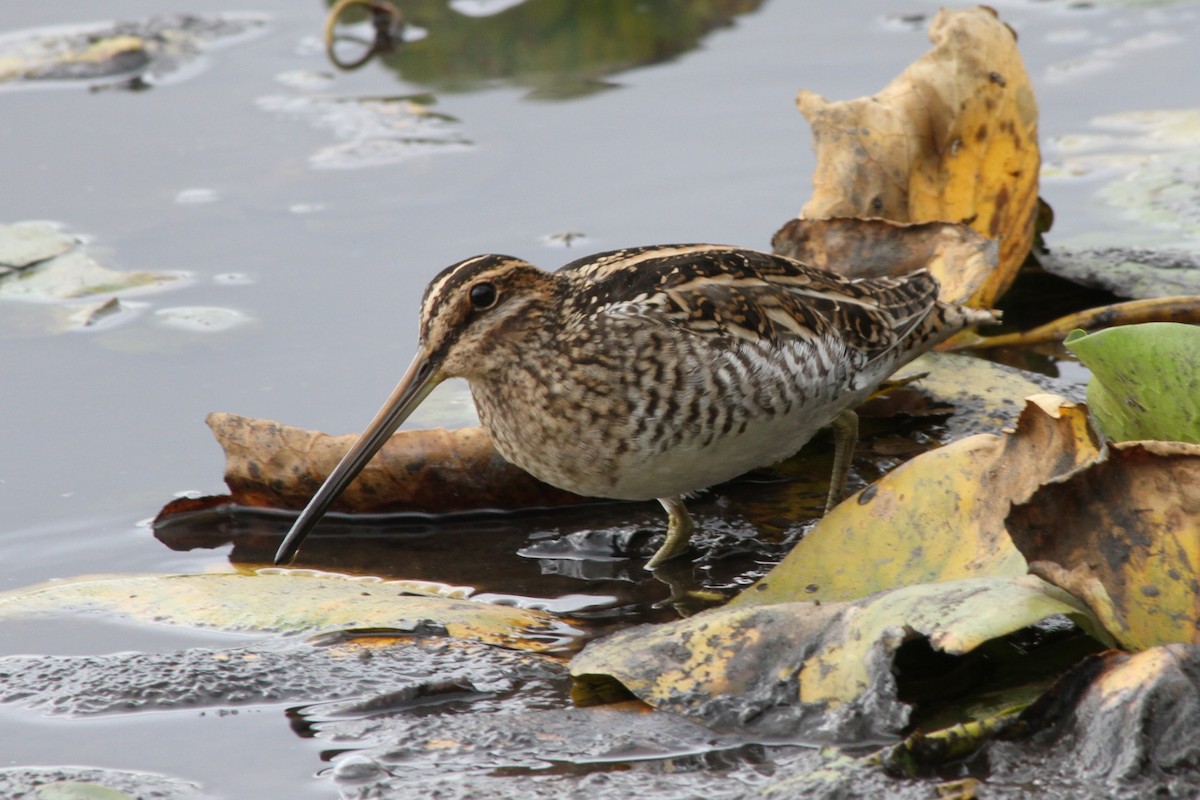 Wilson's Snipe - Riley Fern