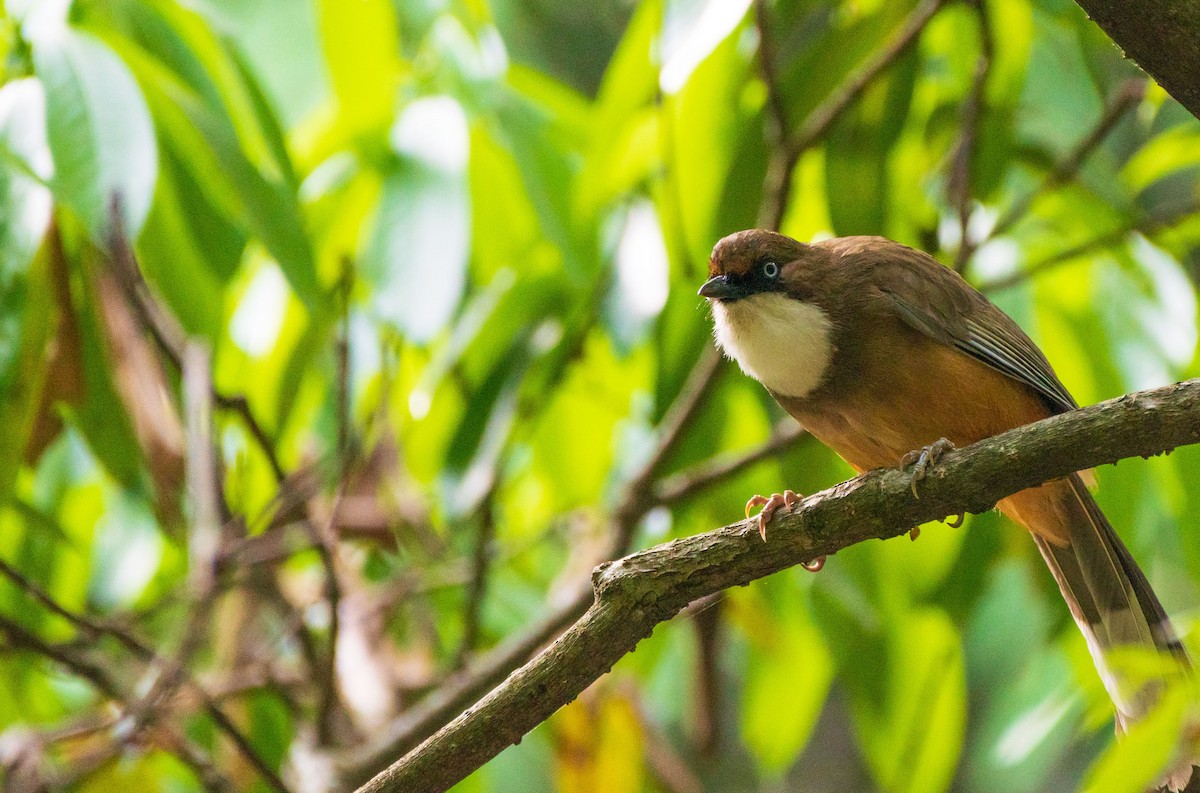 White-throated Laughingthrush - NIRMAL GEORGE