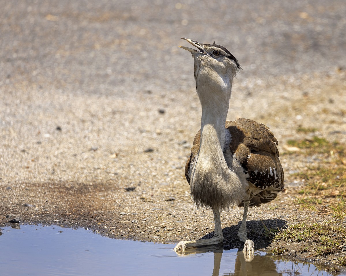 Australian Bustard - ML496175101