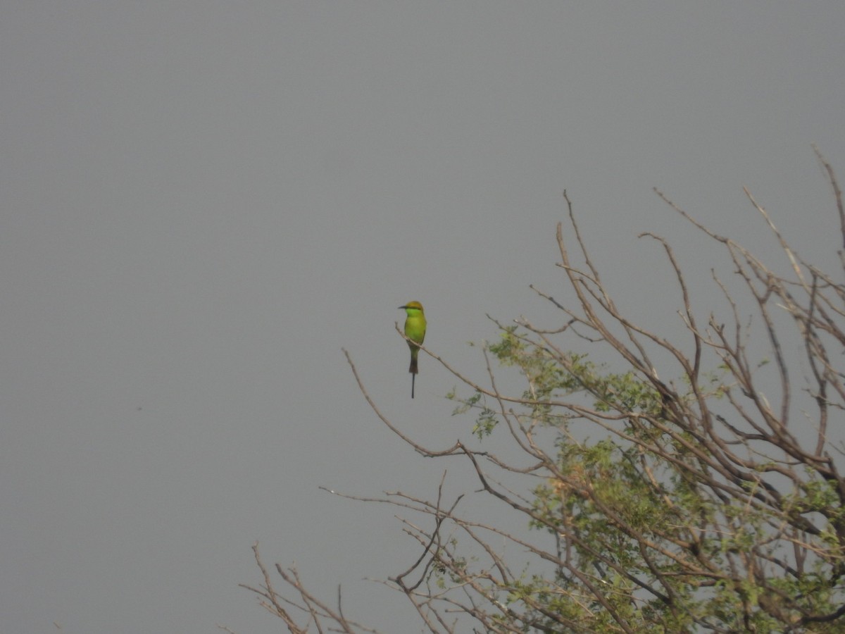 Asian Green Bee-eater - Chaiti Banerjee