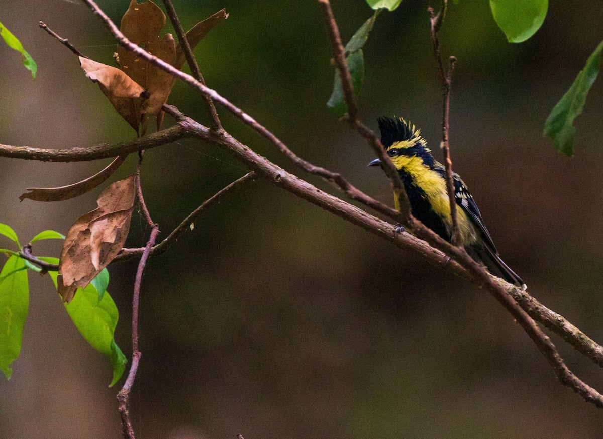 Himalayan Black-lored Tit - ML496175221